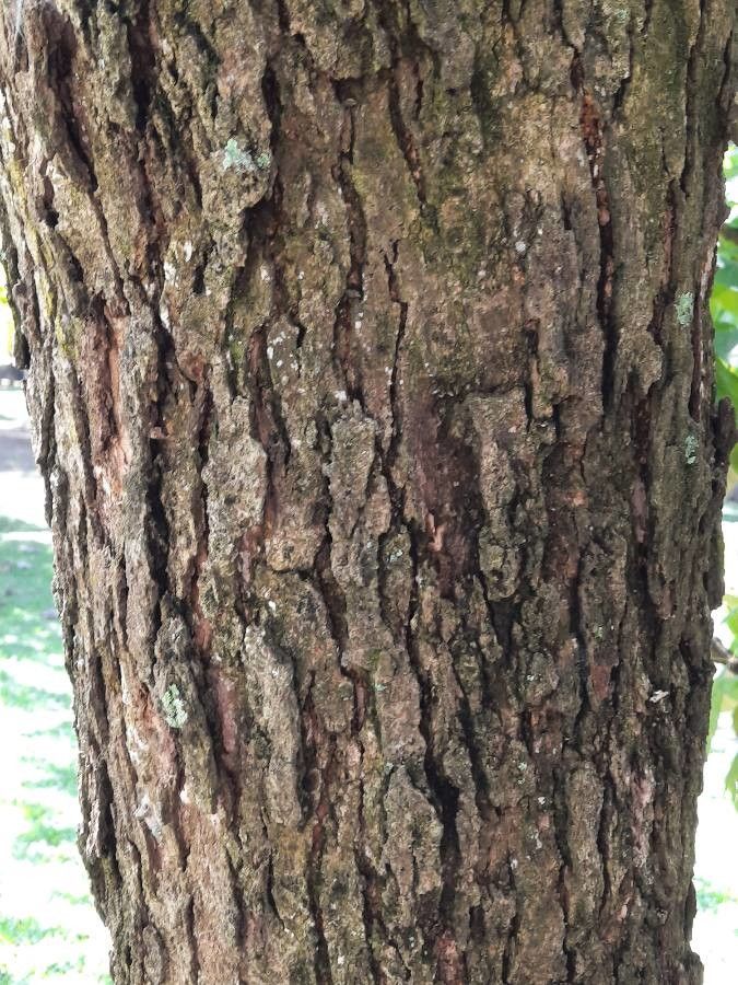 Citharexylum donnell-smithii bark