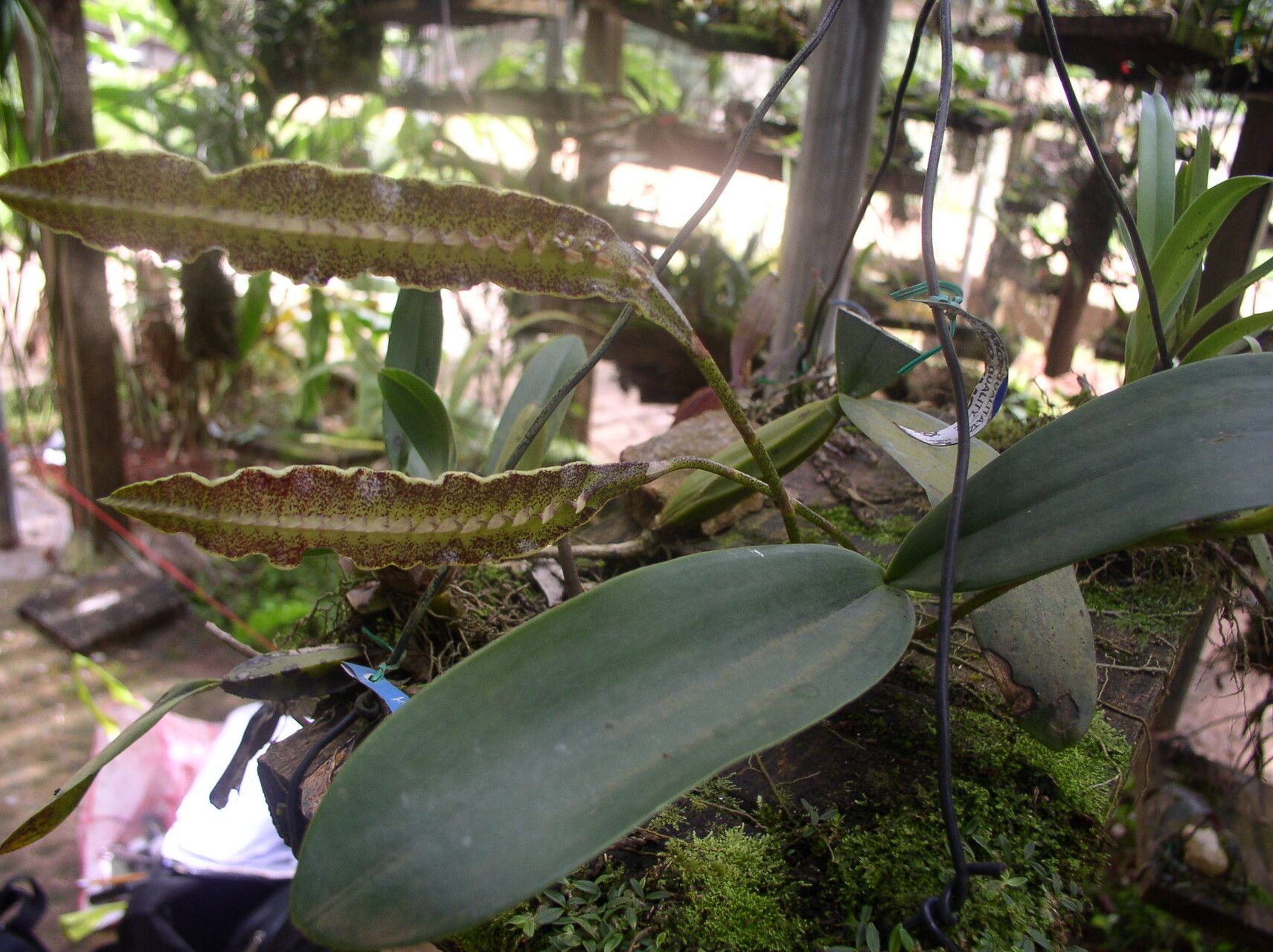 Bulbophyllum maximum habit