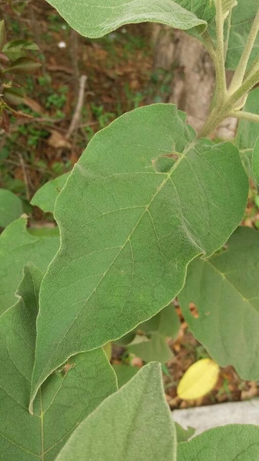 Solanum erianthum — search result for 'Salvadora'