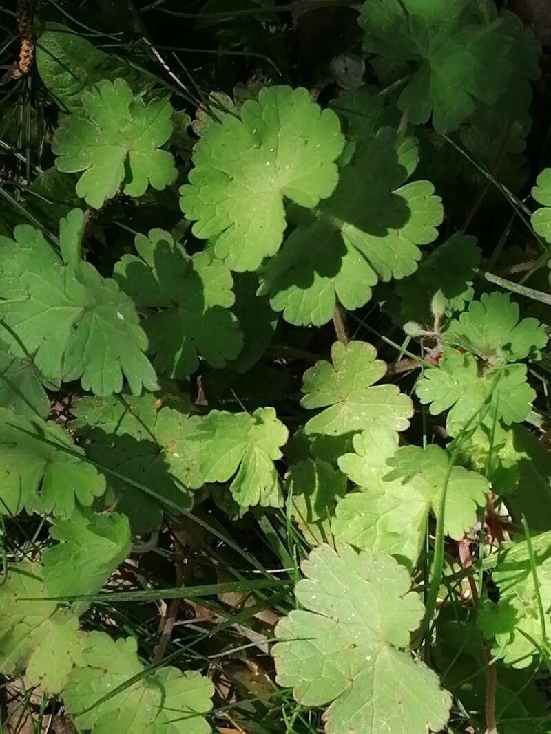 Geranium sibiricum — search result for 'Romania'