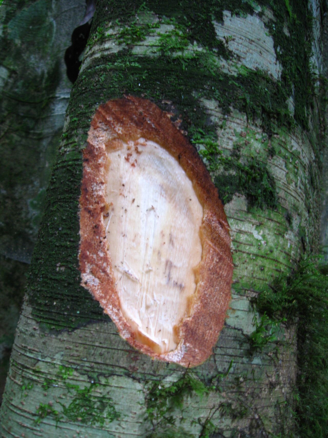 Celtis mauritiana bark
