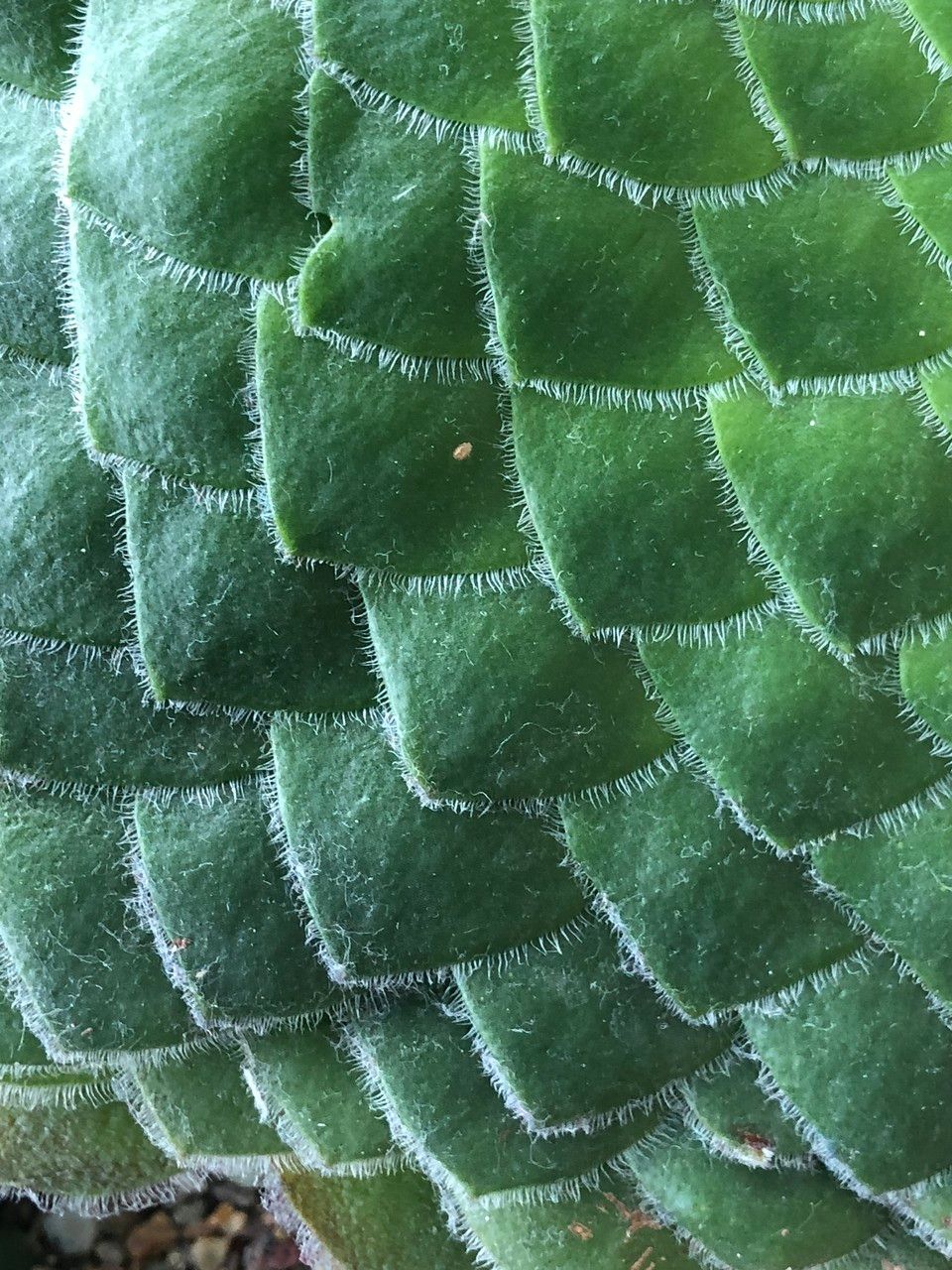 Aeonium tabuliforme bark