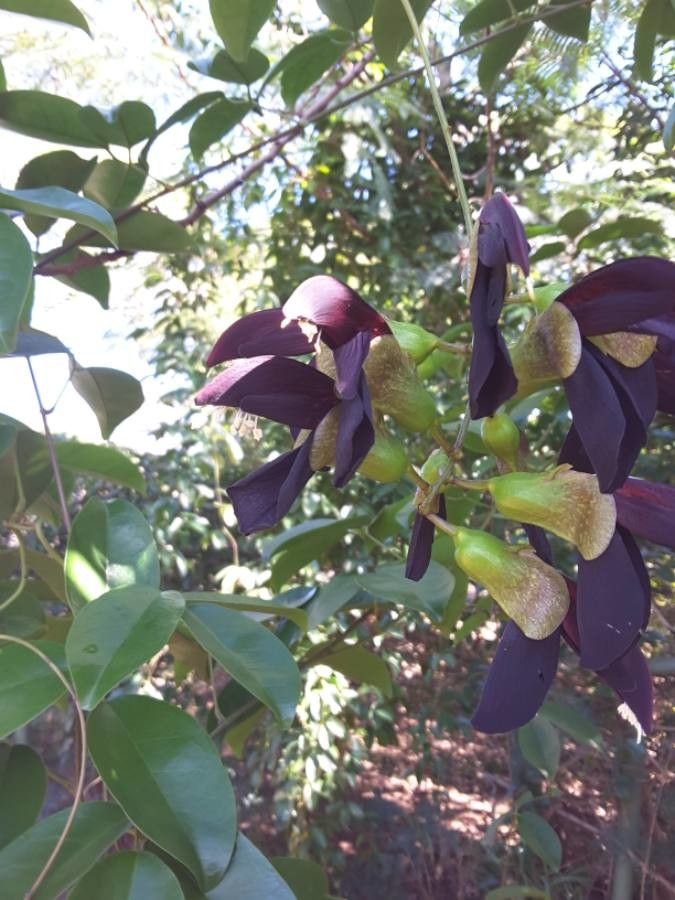 Canavalia favieri — houseplant care guide