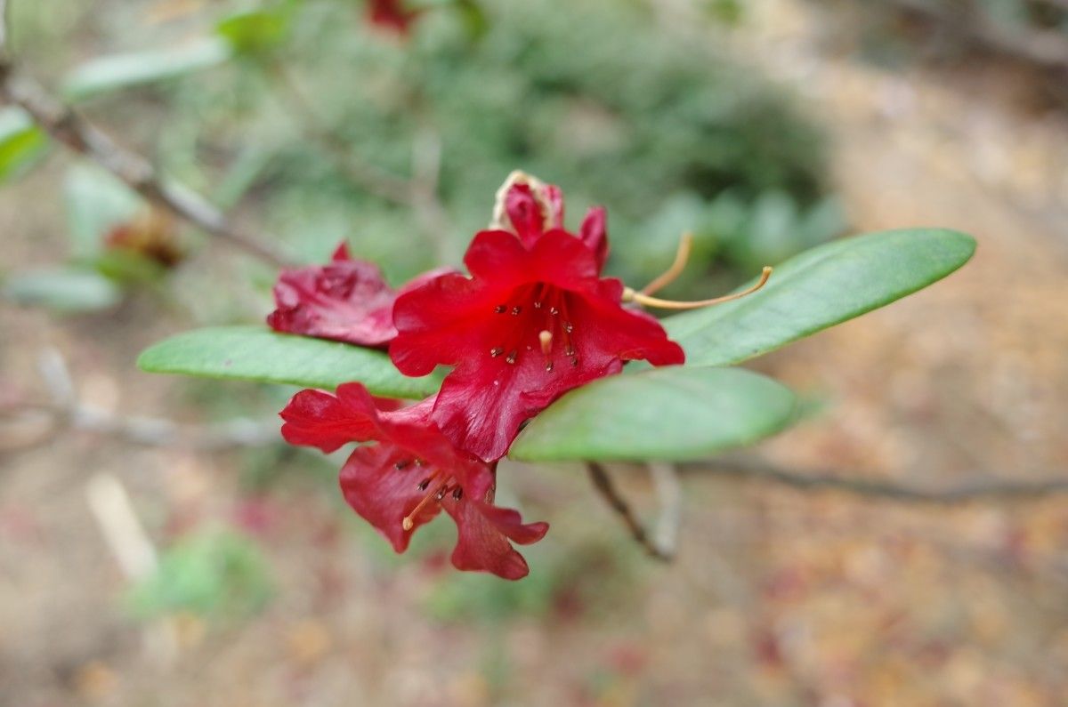 Rhododendron succothii flower