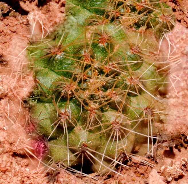 Aylostera steinmannii — houseplant care guide