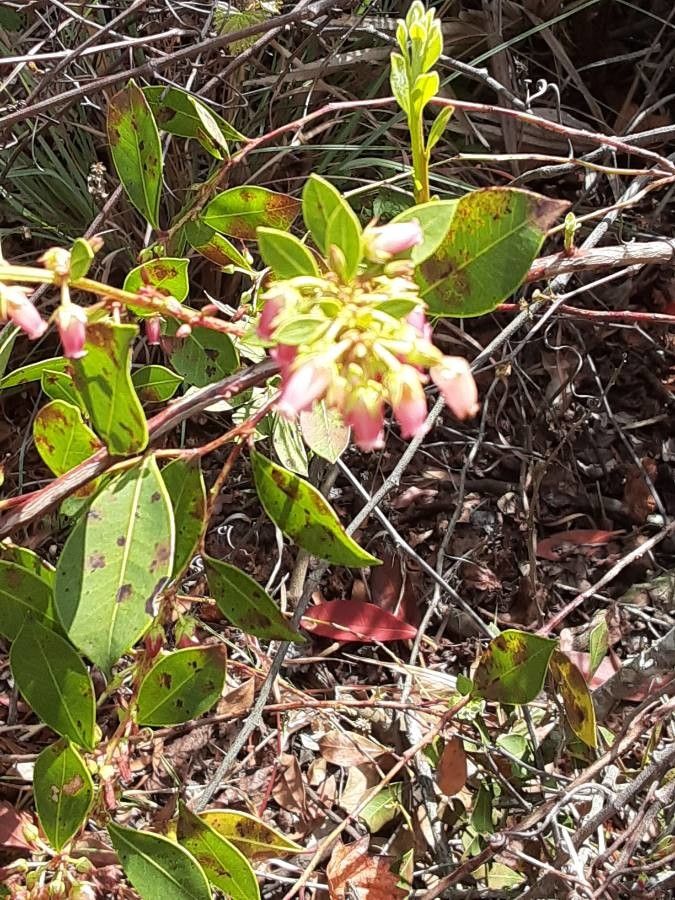 Lyonia lucida flower
