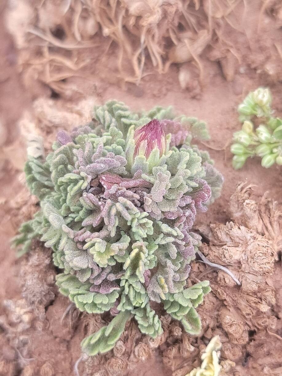 Pterocephalus depressus leaf