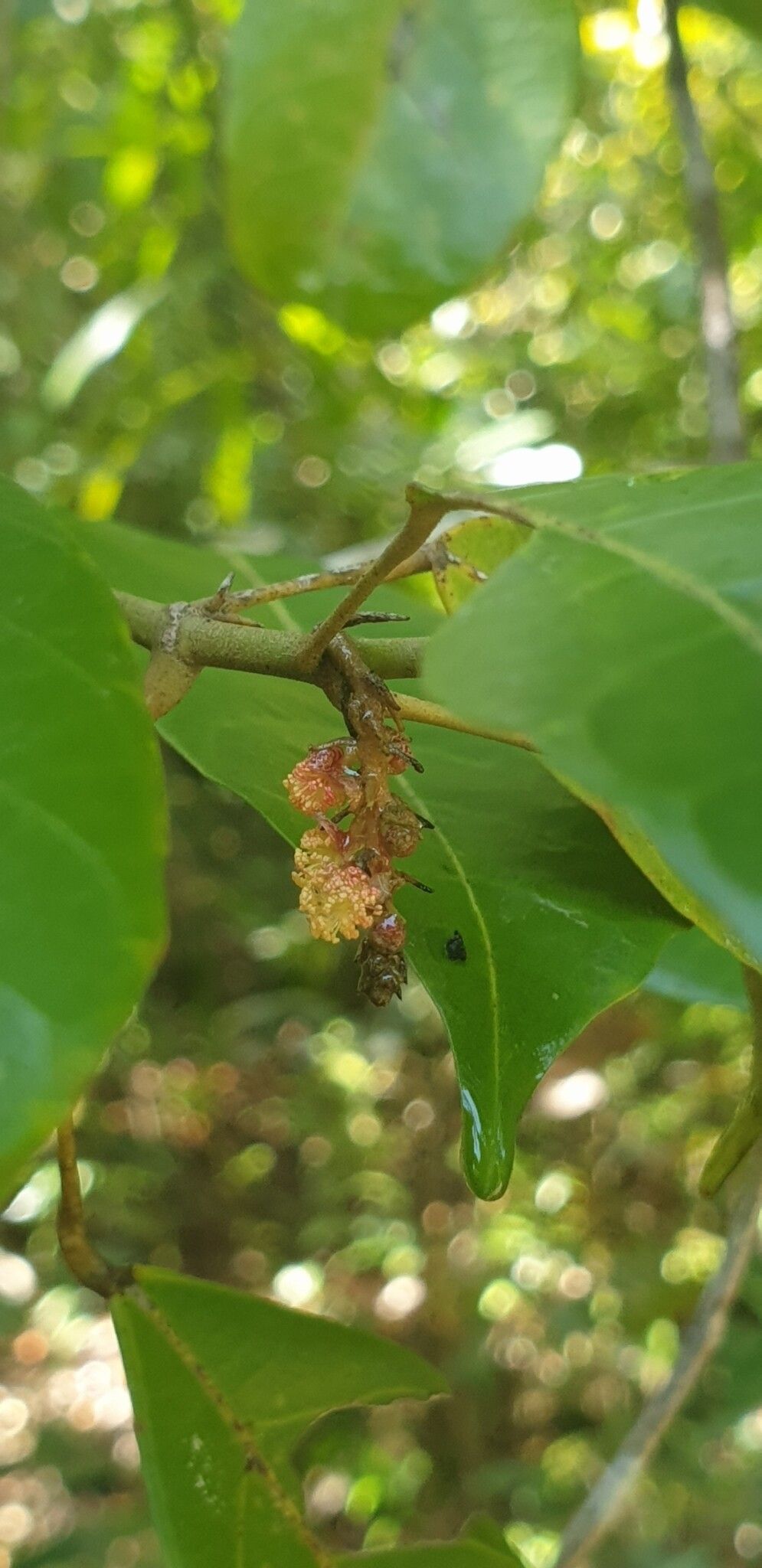 Hancea spinulosa flower