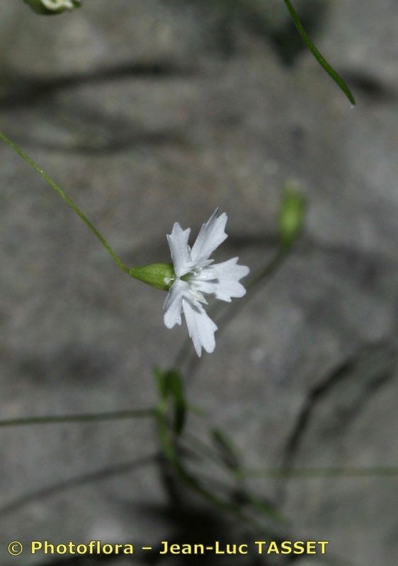 Heliosperma veselskyi flower