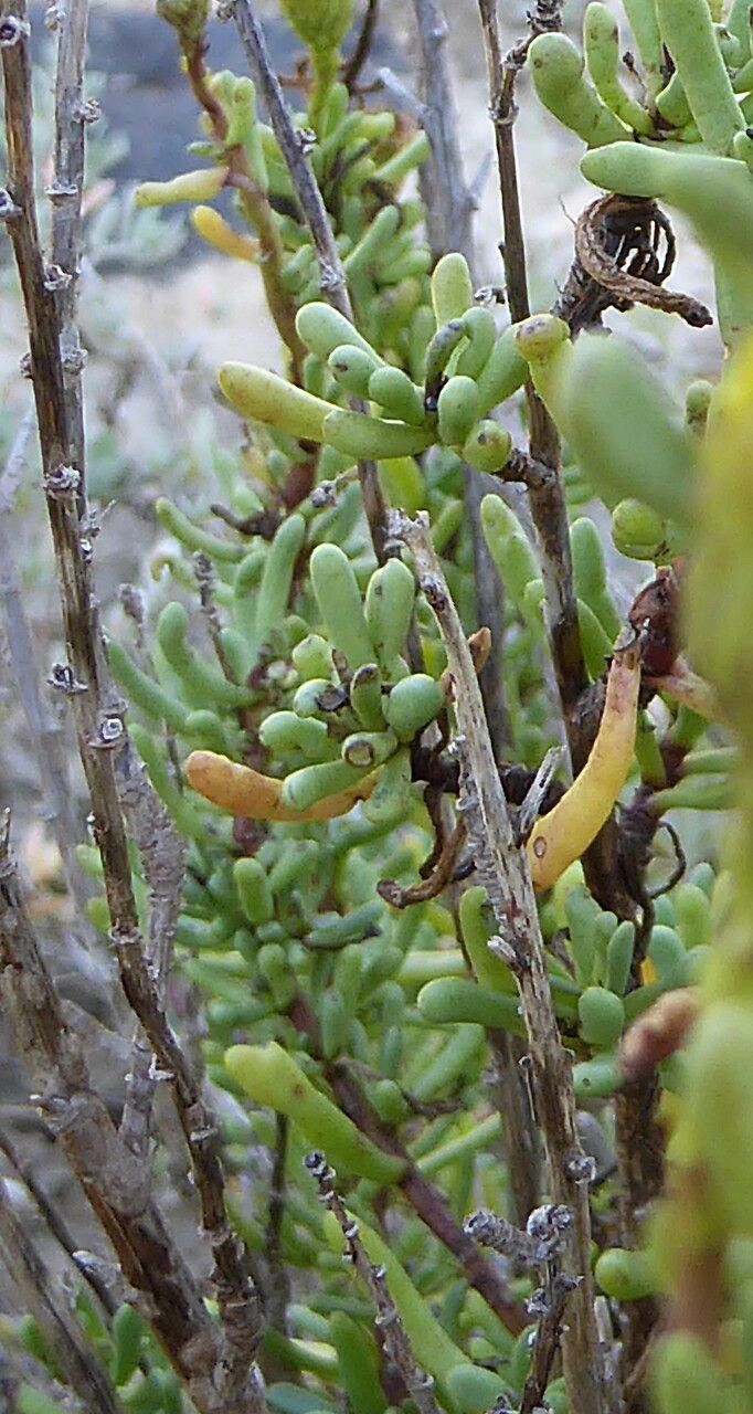 Limbarda crithmoides leaf