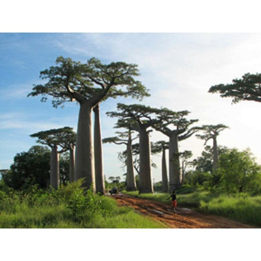 Adansonia grandidieri habit