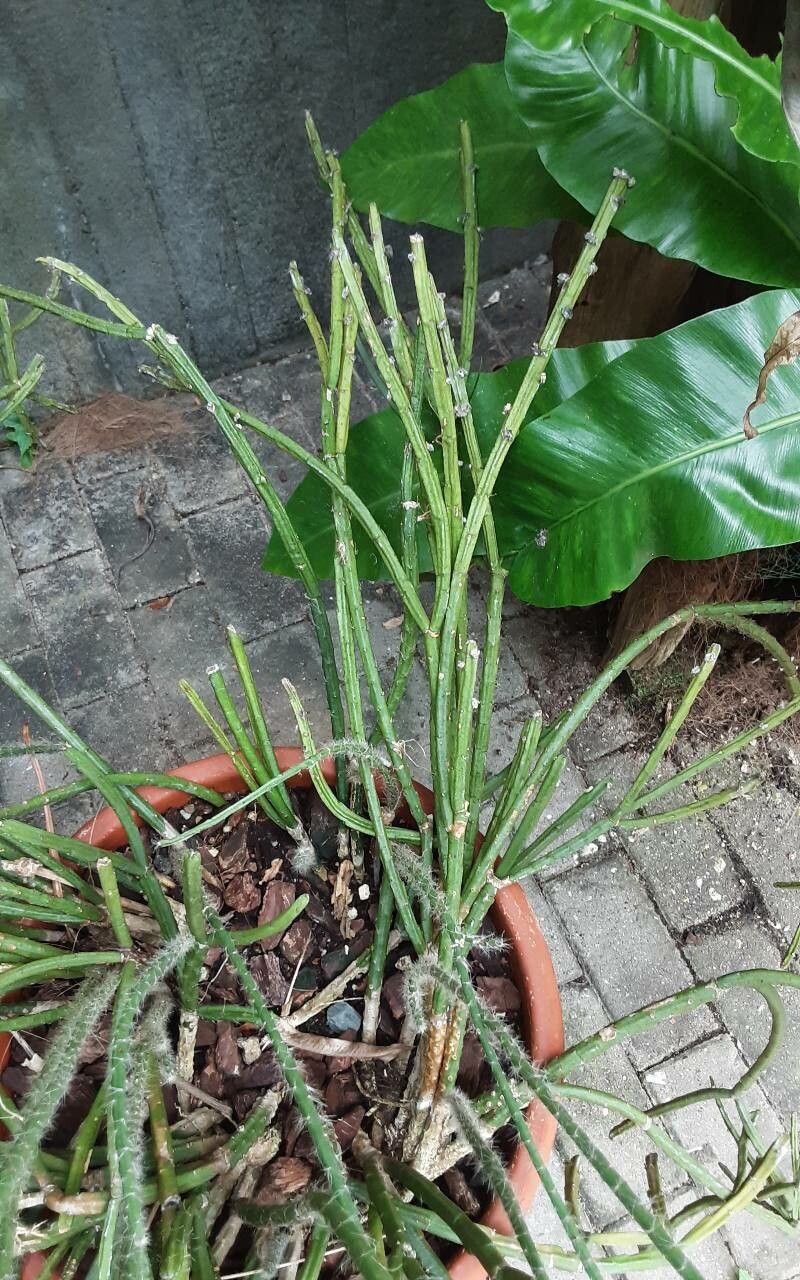 Rhipsalis dissimilis habit