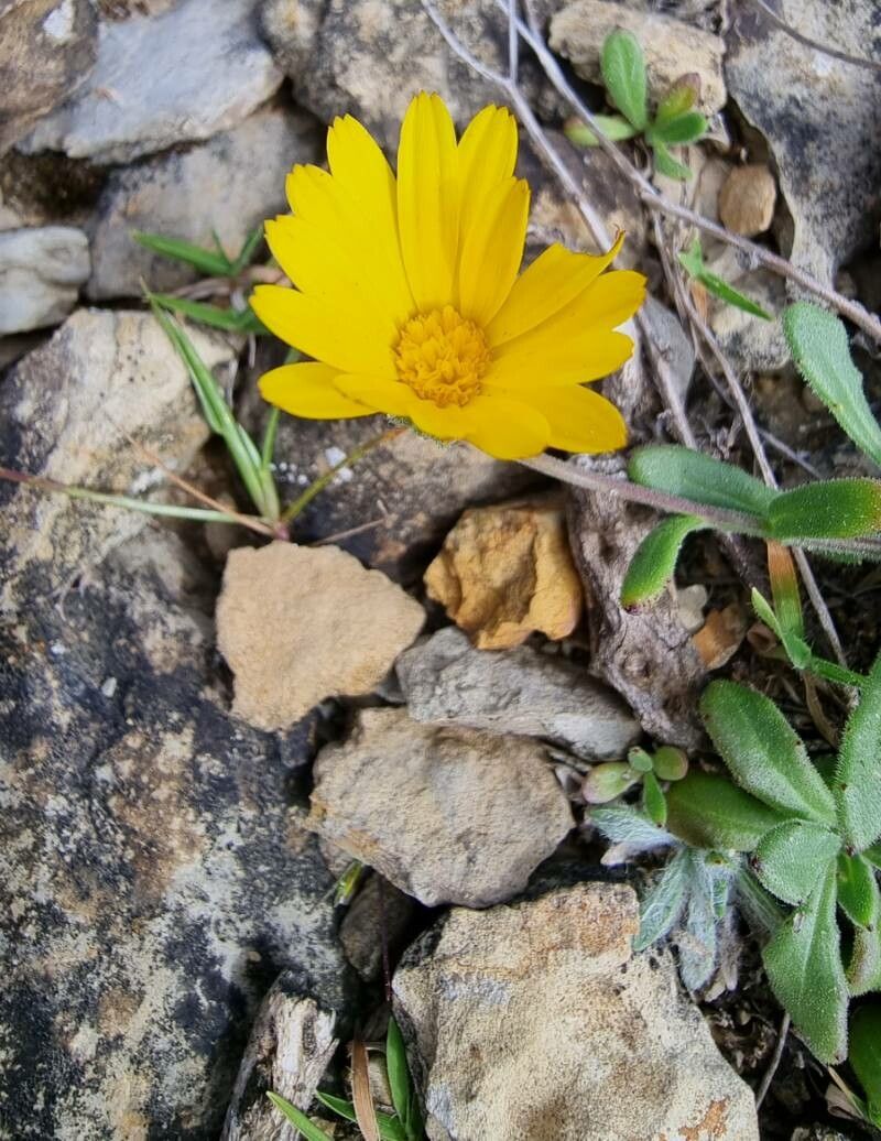 Calendula suffruticosa flower