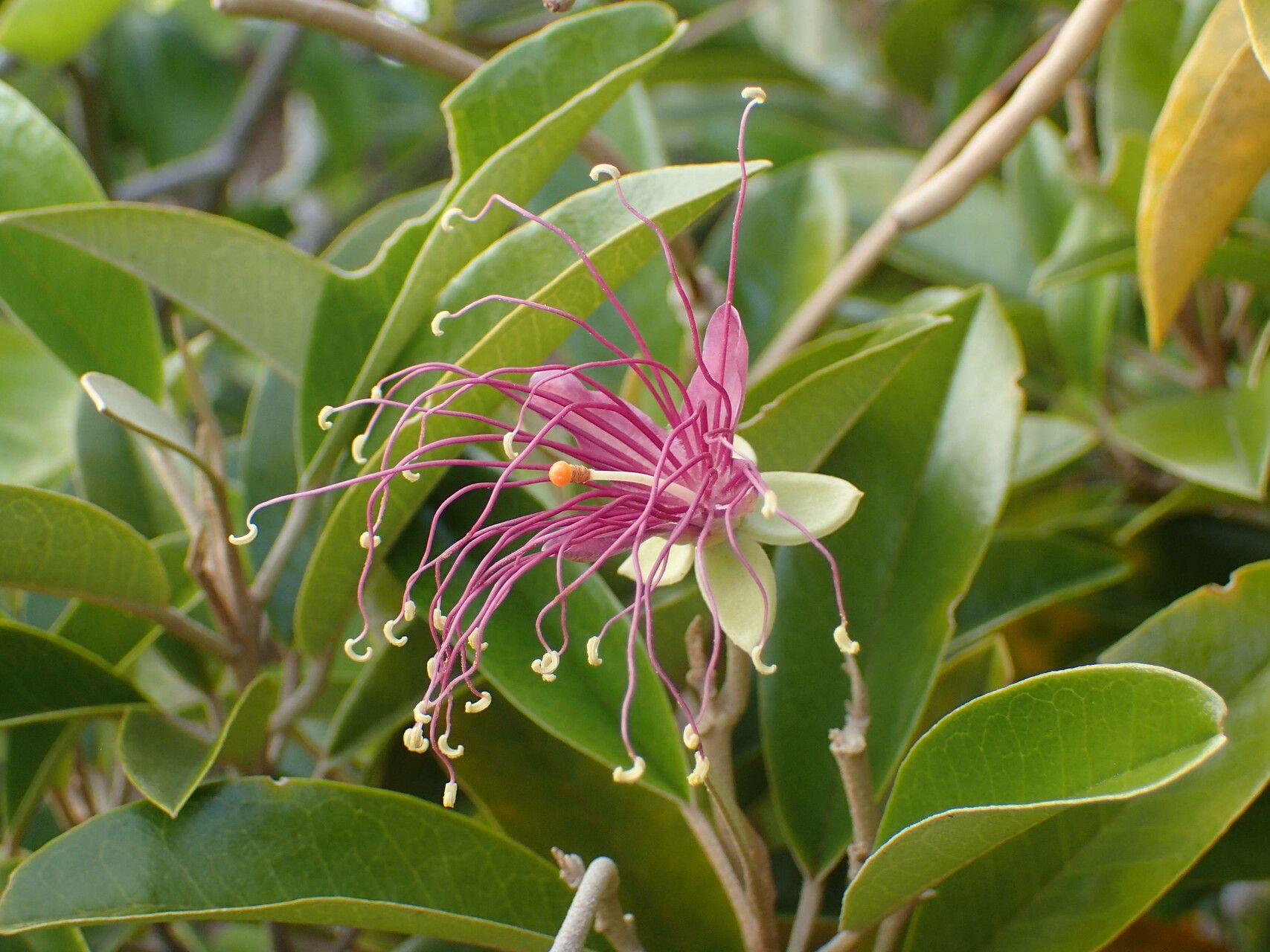Morisonia cynophallophora flower