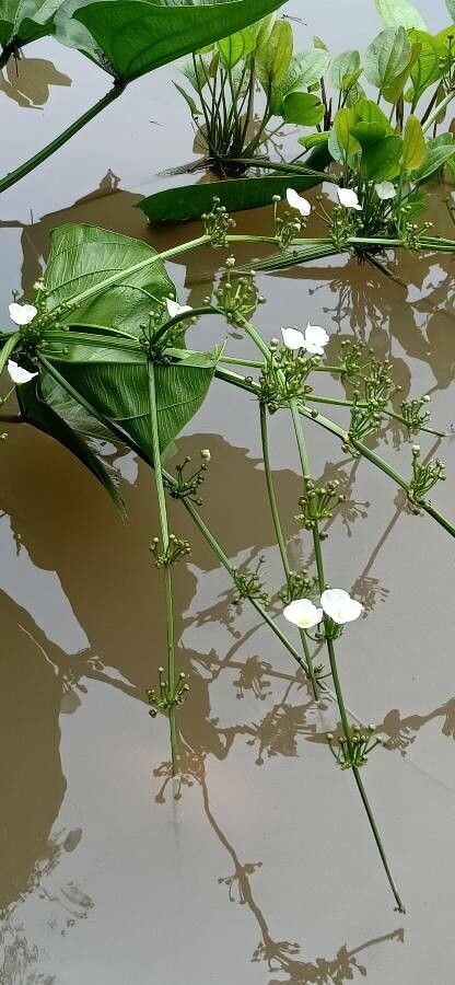 Aquarius palifolius habit