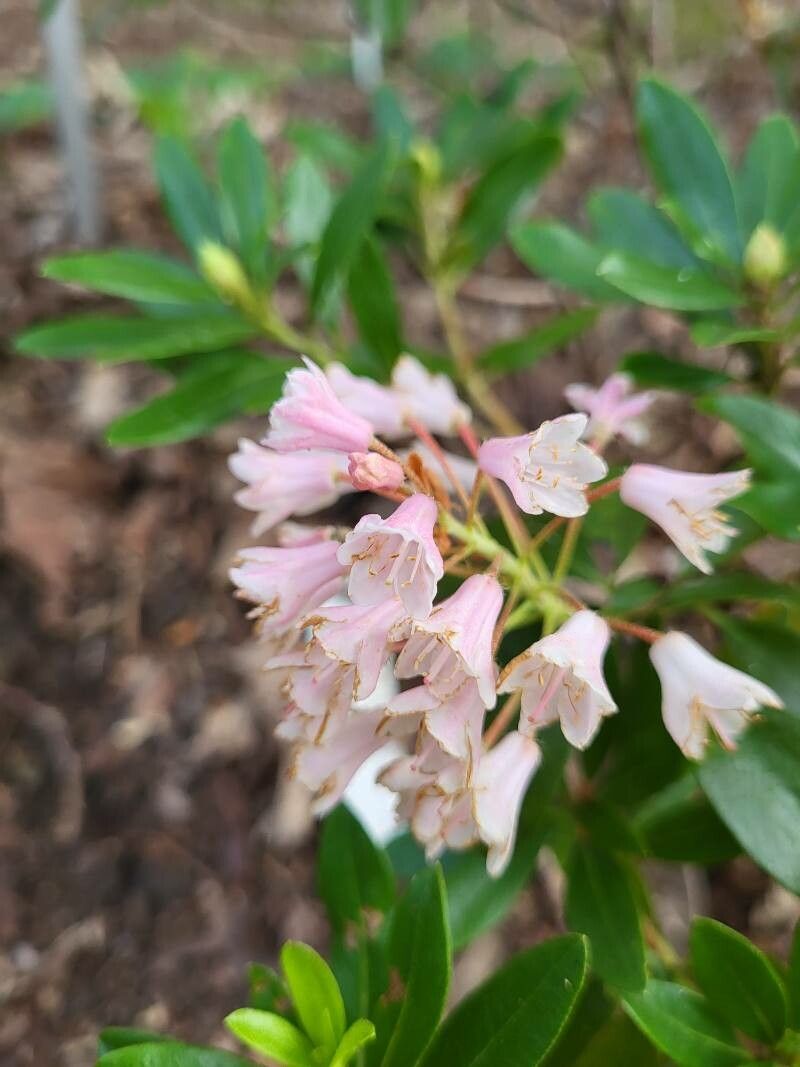 Rhododendron myrtifolium flower