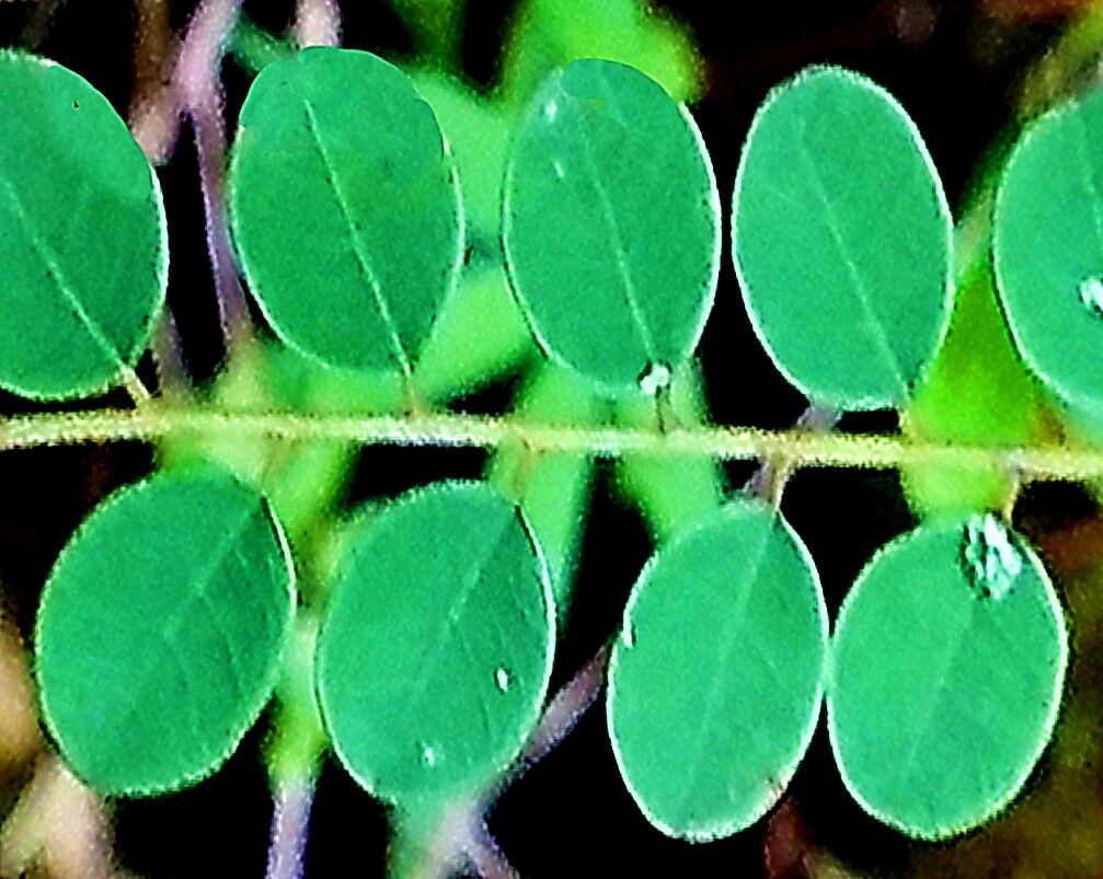 Abrus aureus — related species from the same genus