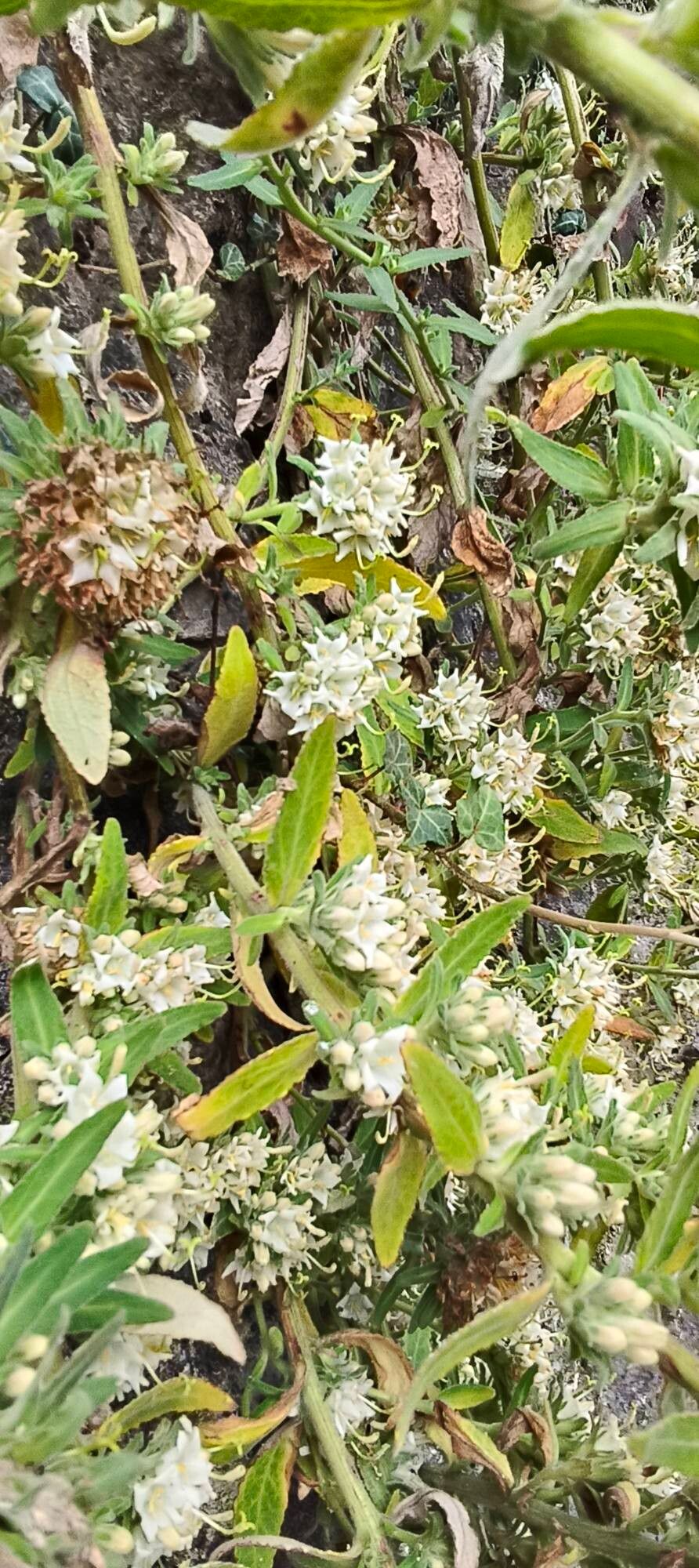 Campanula petraea flower