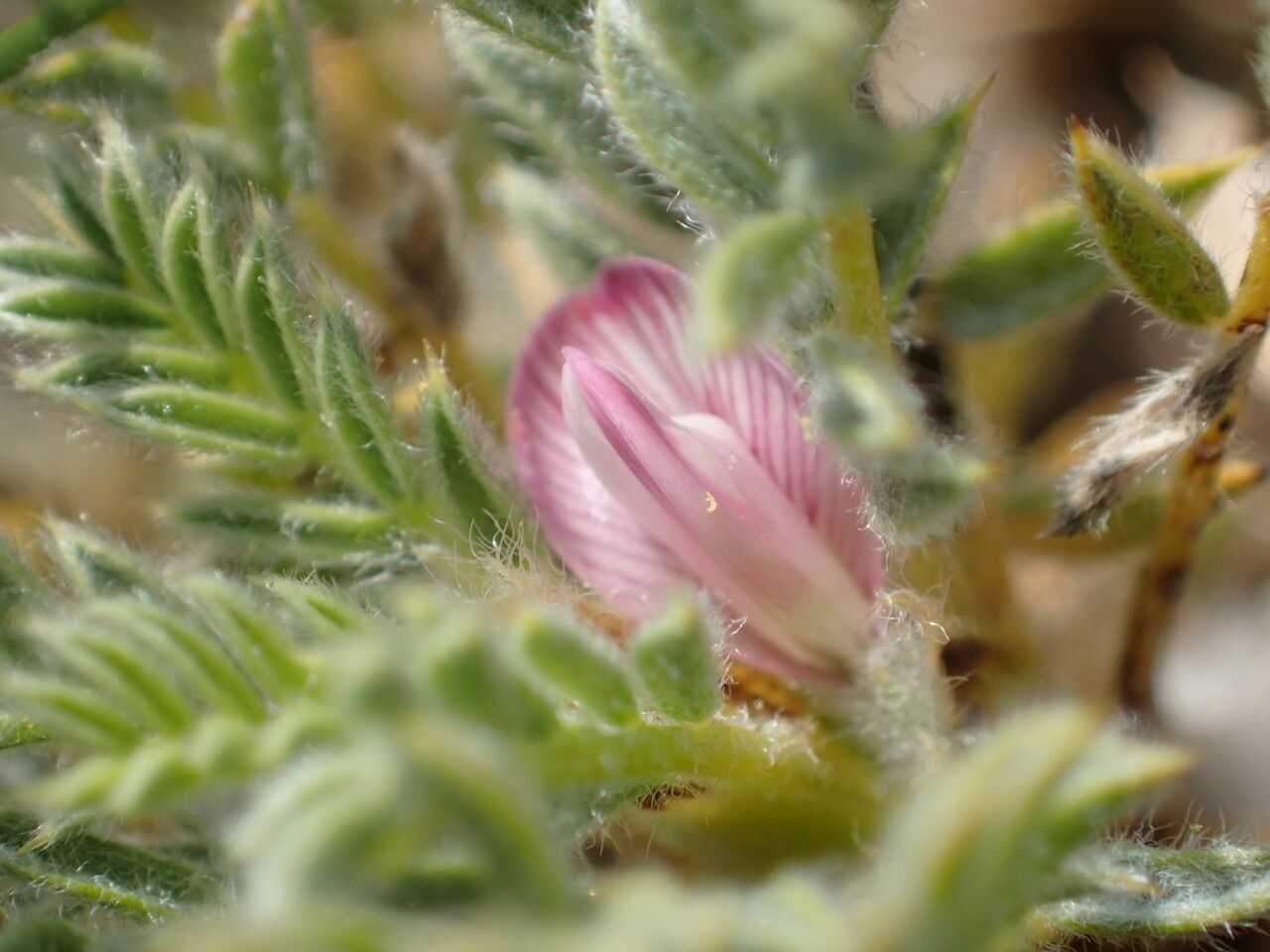 Astragalus thracicus flower