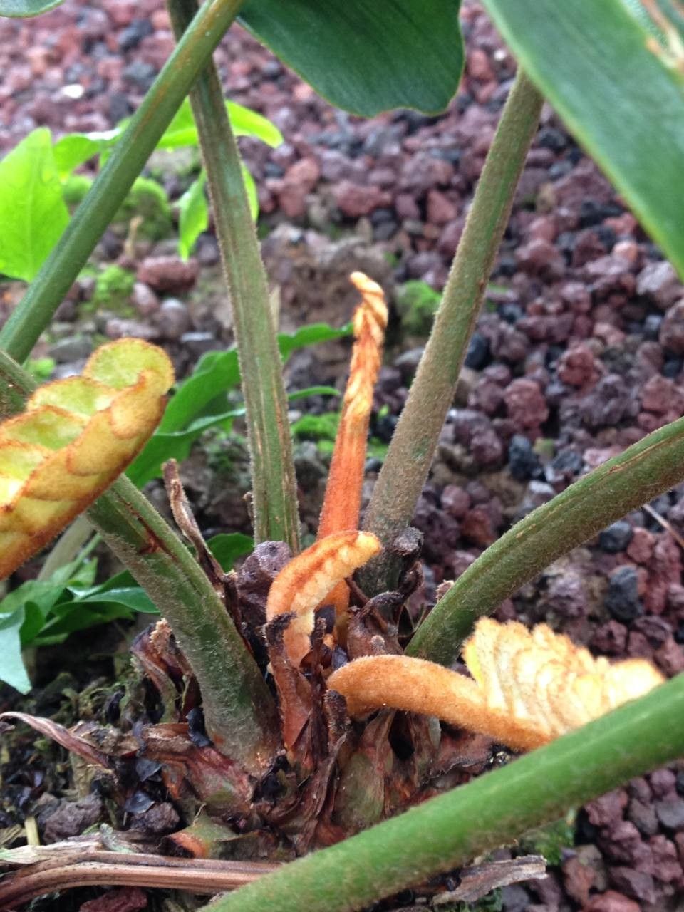 Zamia furfuracea bark