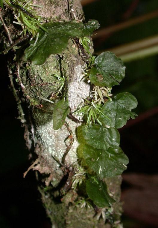 Trichomanes godmanii other