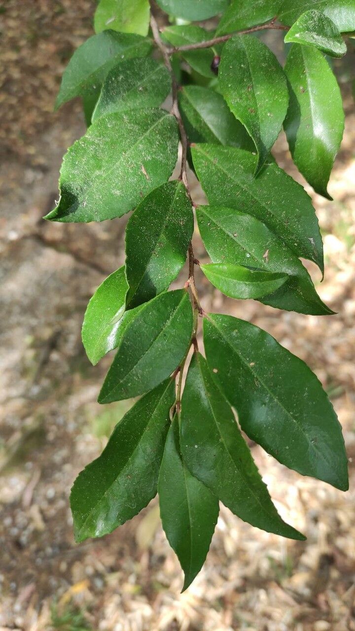 Sideroxylon lycioides leaf