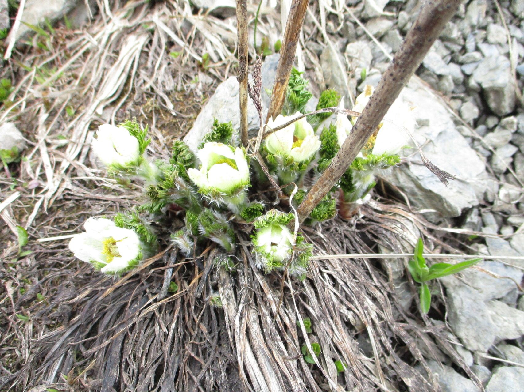 Pulsatilla occidentalis flower