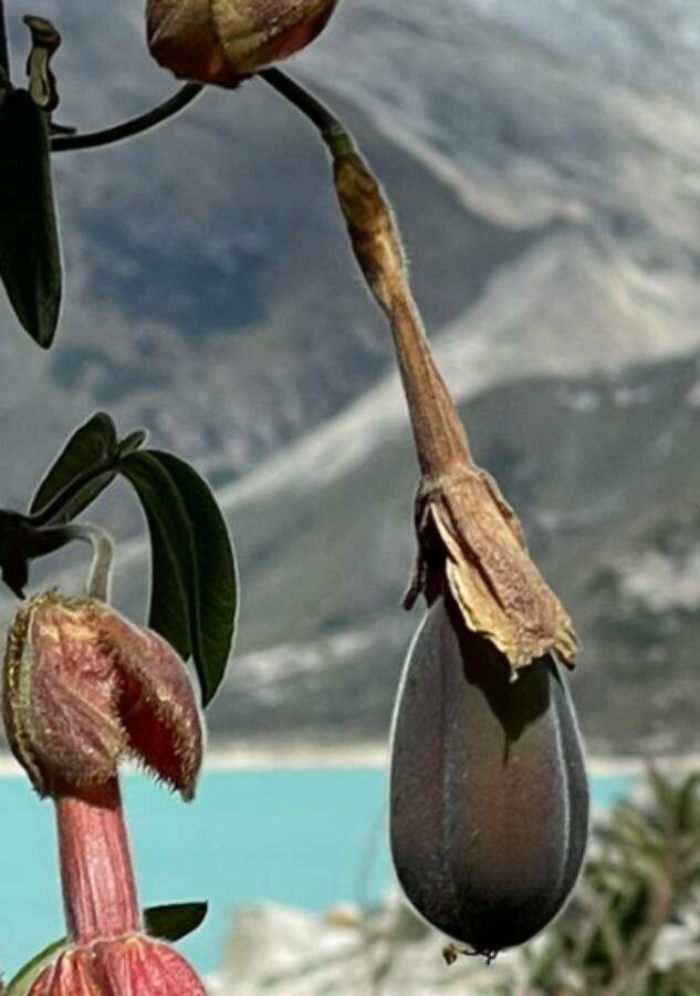 Passiflora tarminiana fruit