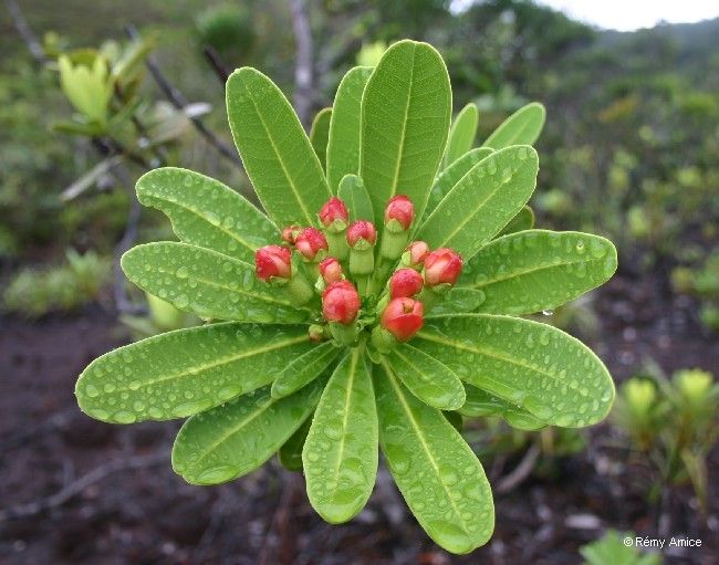 Xanthostemon aurantiacus habit
