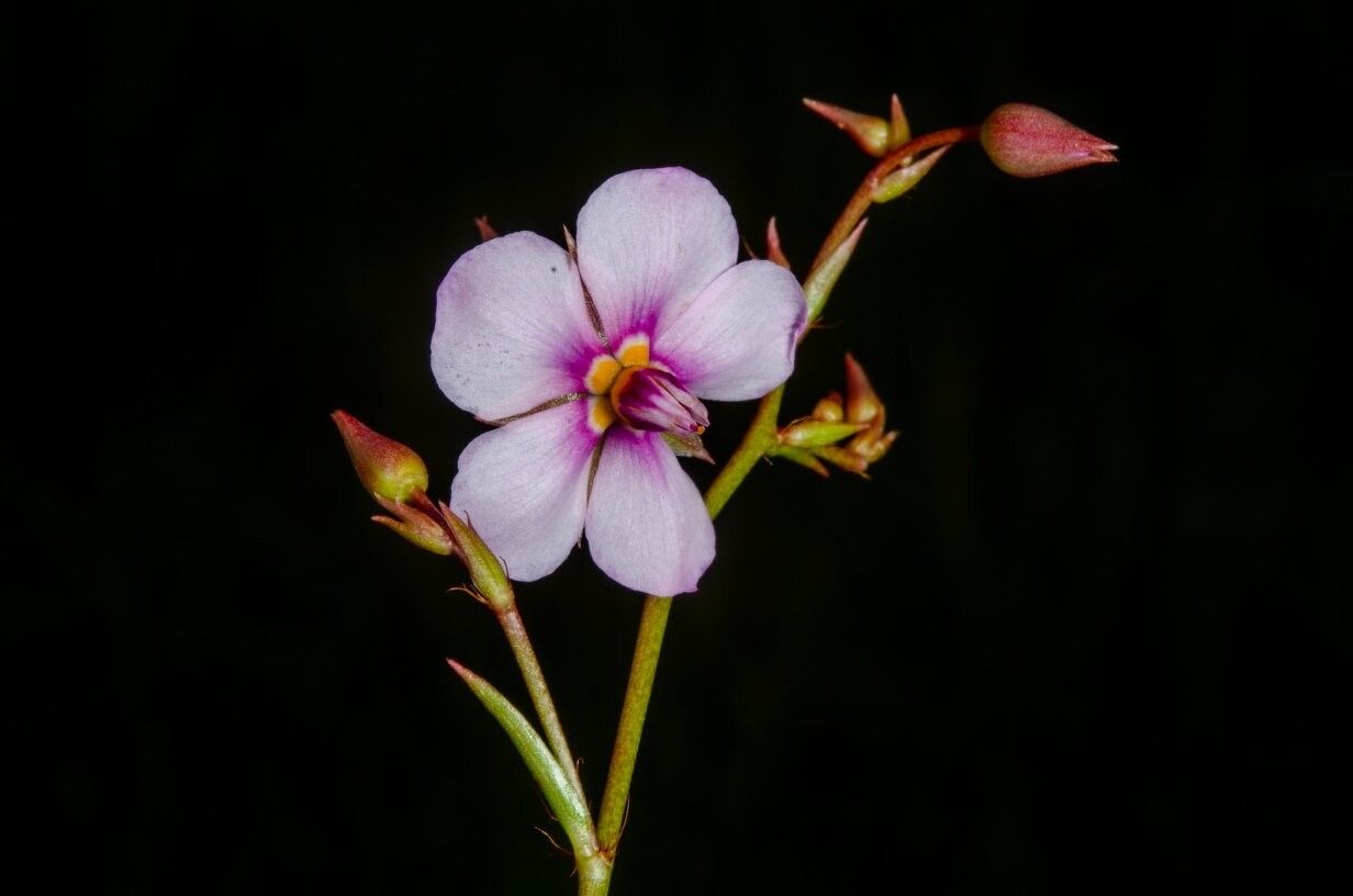 Sauvagesia africana — related species from the same genus