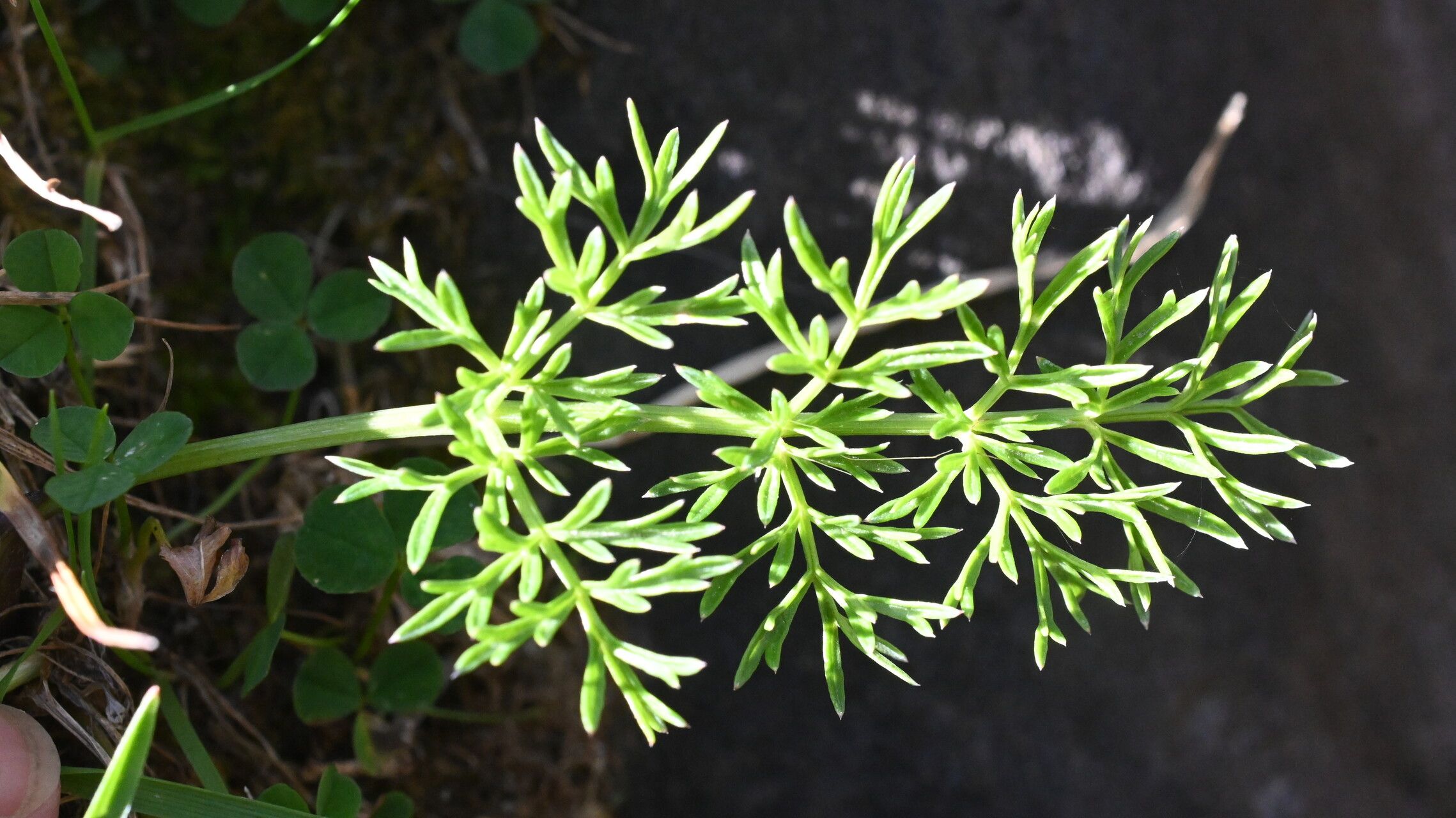 Angelica pyrenaea — search result for 'Angelica'