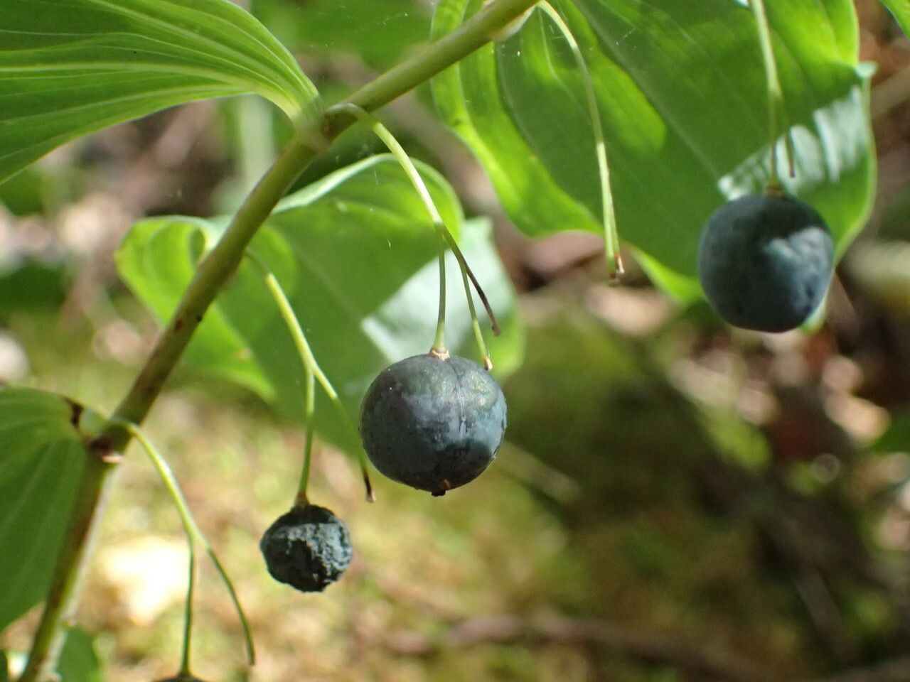 Polygonatum multiflorum fruit