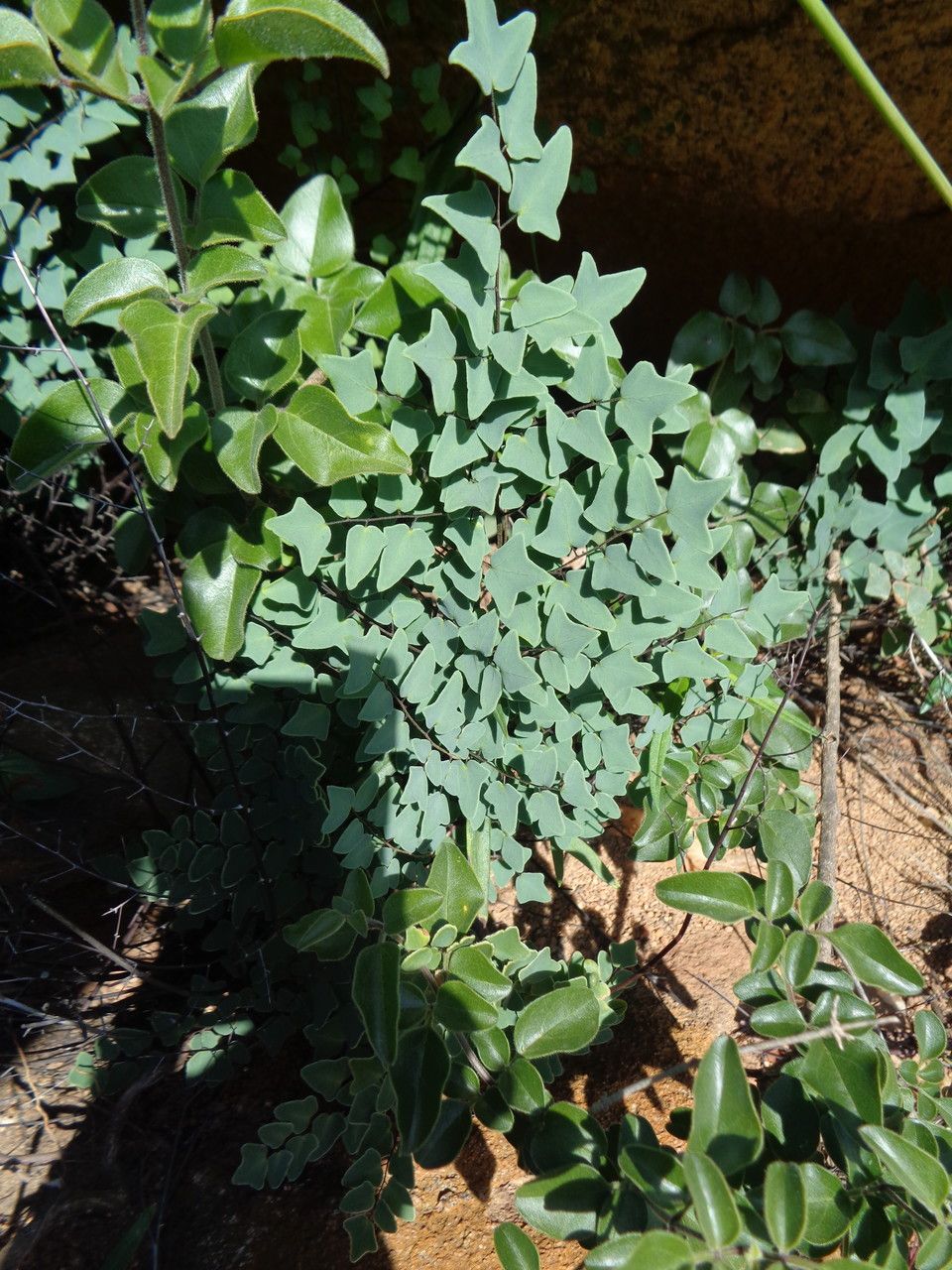 Pellaea calomelanos flower