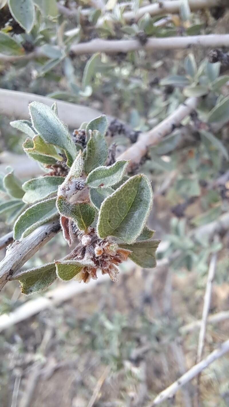 Prunus argentea — houseplant care guide