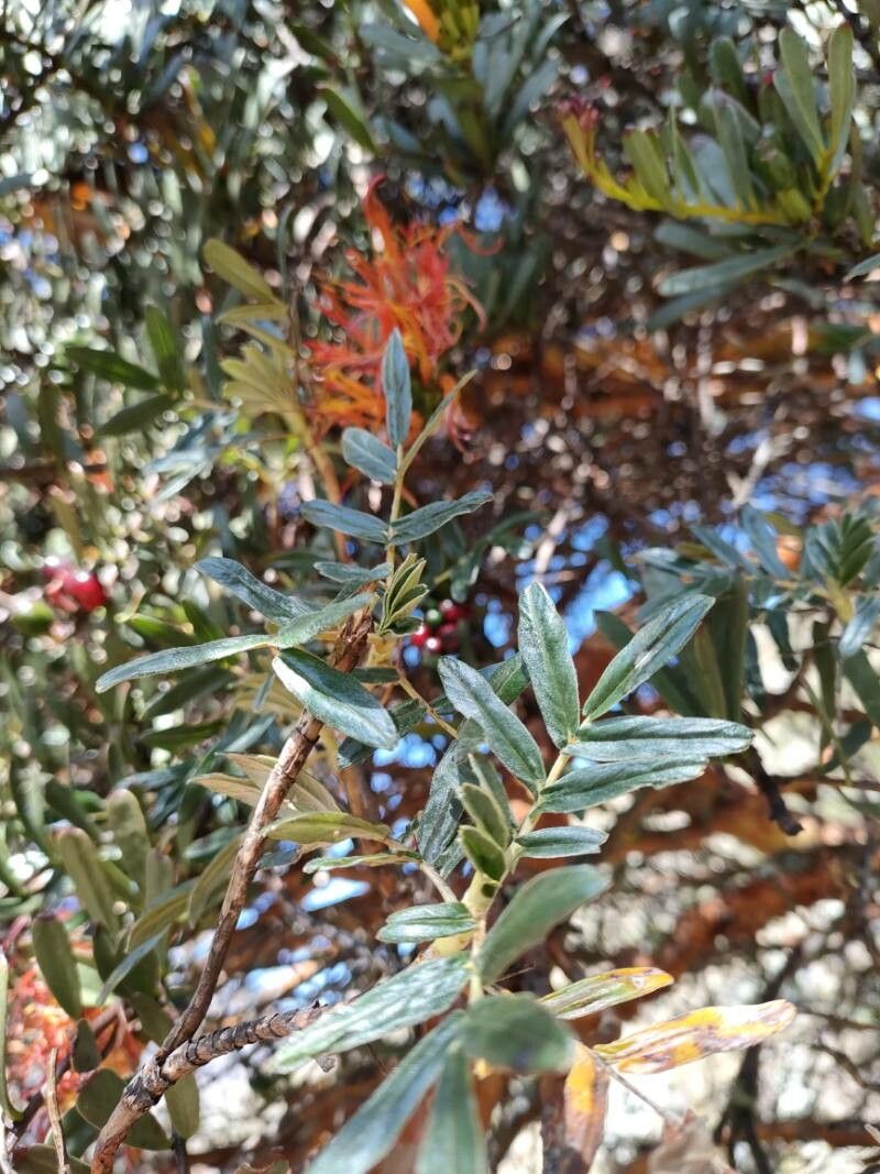 Tristerix longibracteatus — related species from the same genus