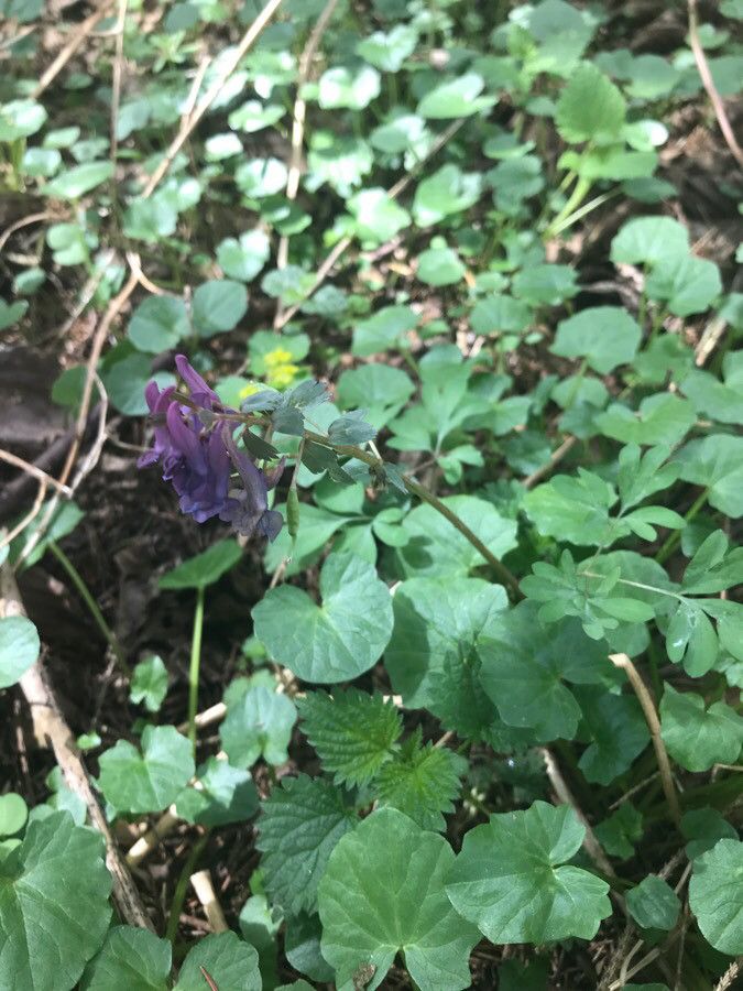 Corydalis × hausmannii flower