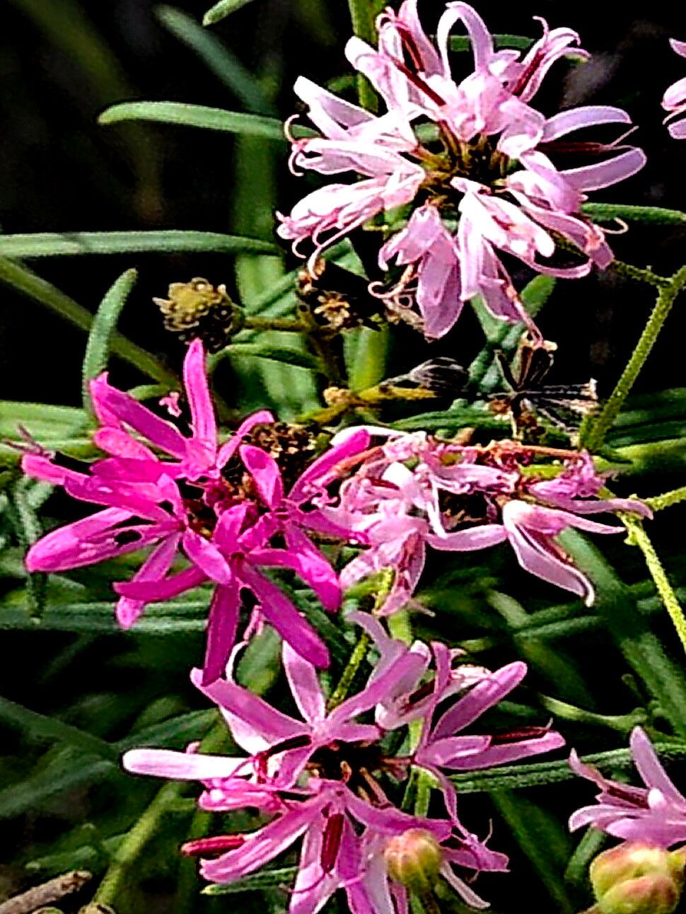 Palafoxia callosa — related species from the same genus