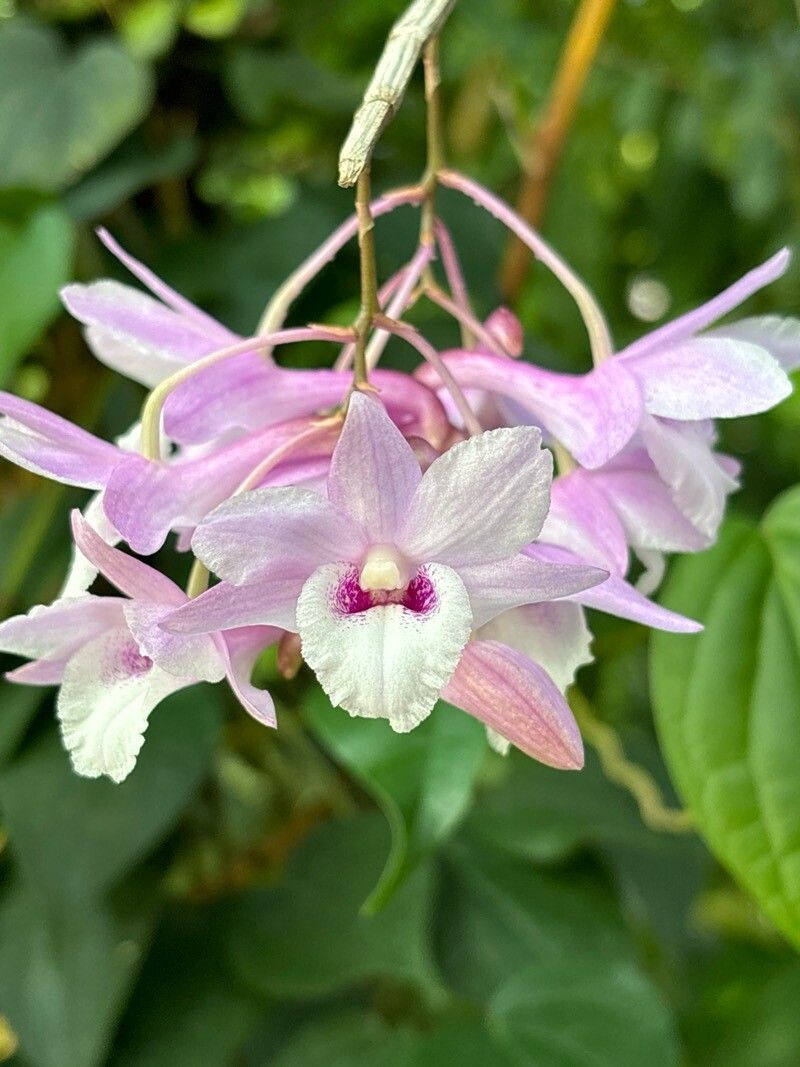 Dendrobium cumulatum — houseplant care guide