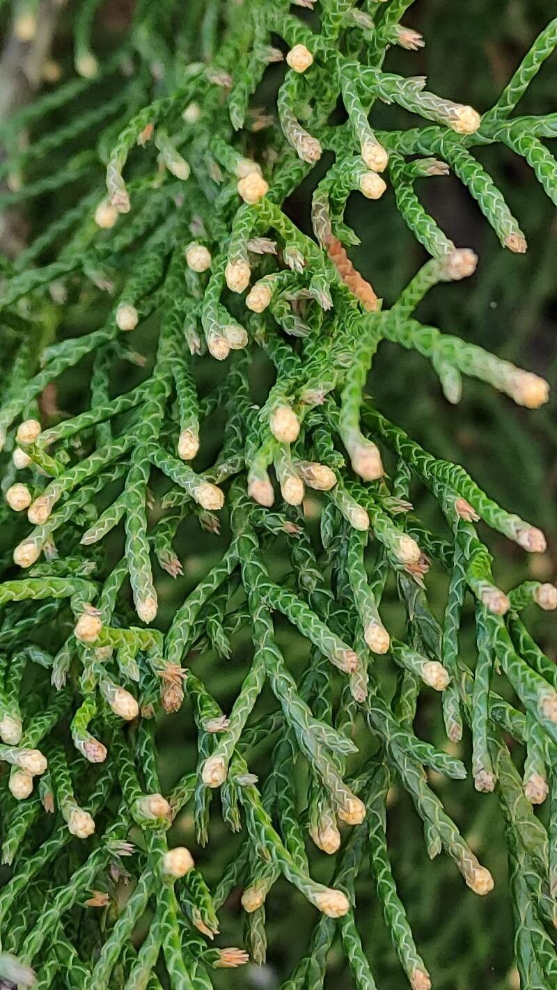 Microbiota decussata flower