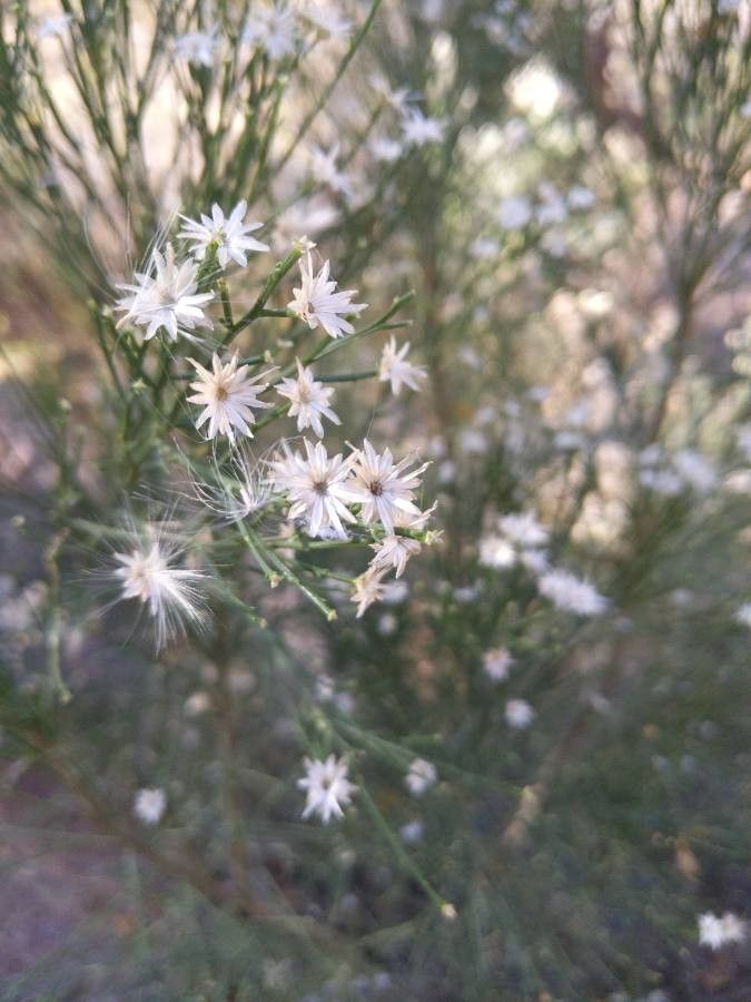 Baccharis sarothroides flower