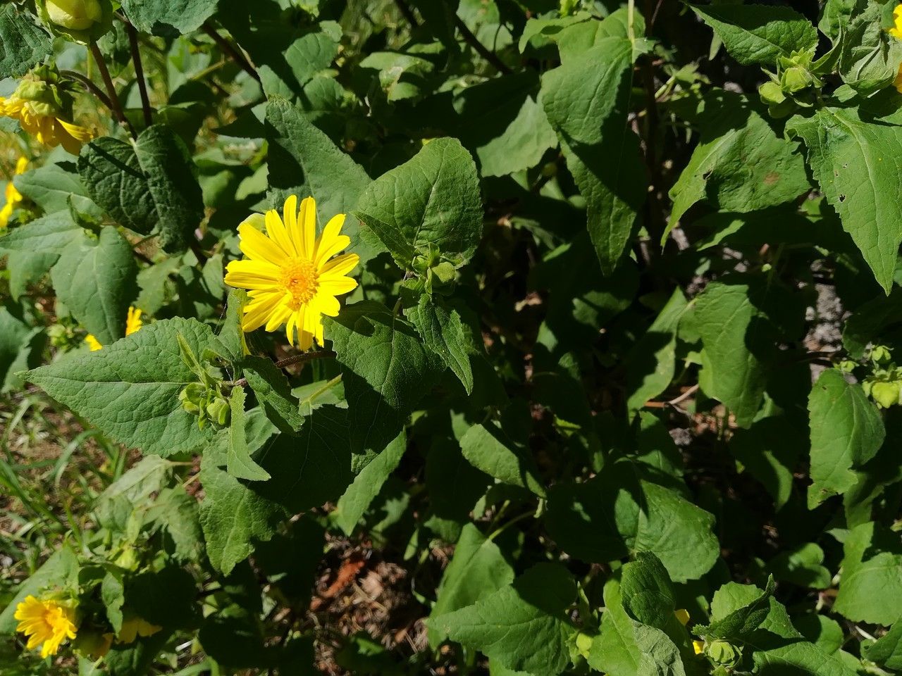 Venegasia carpesioides flower