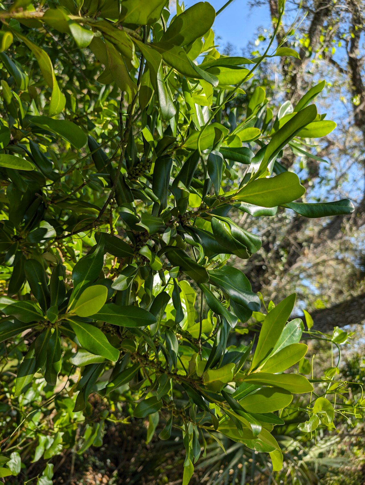 Myrsine cubana — houseplant care guide