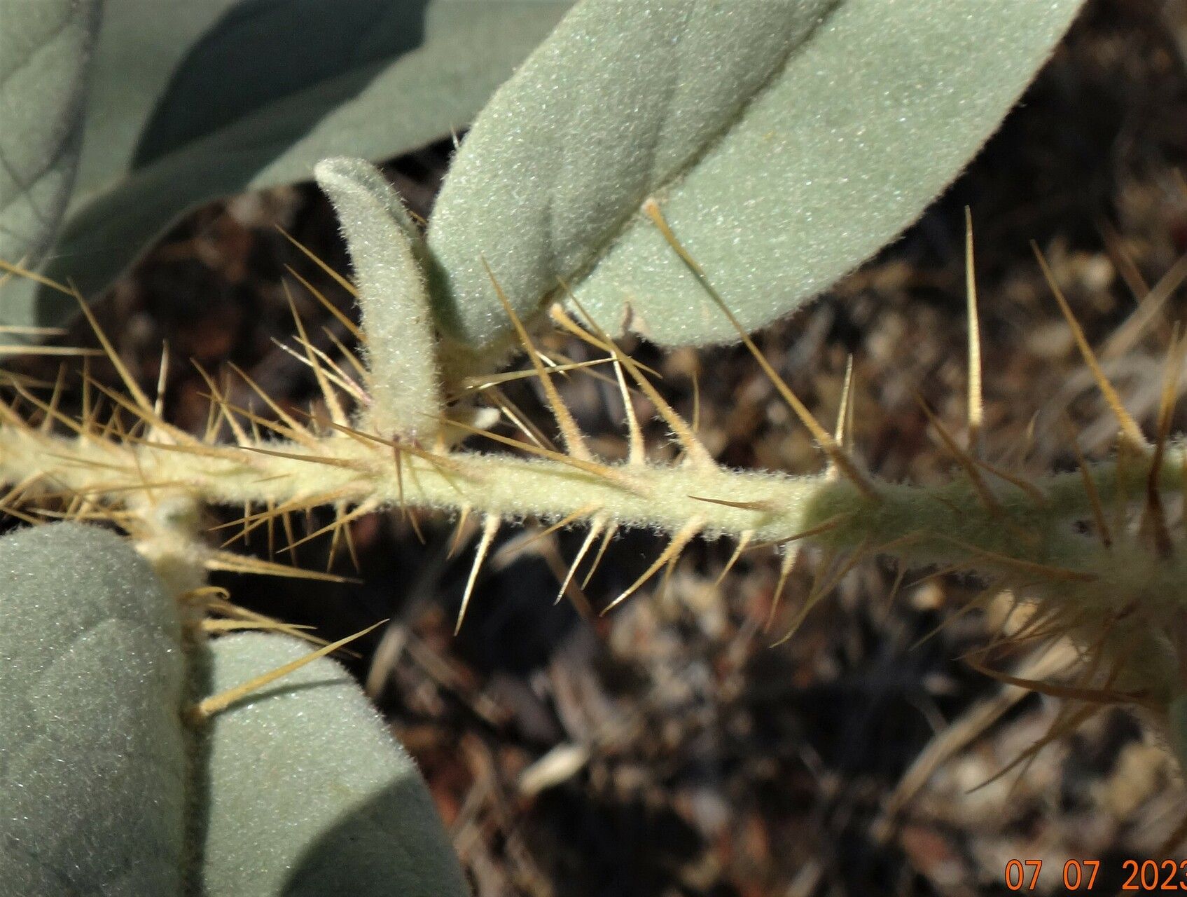 Solanum echinatum — houseplant care guide