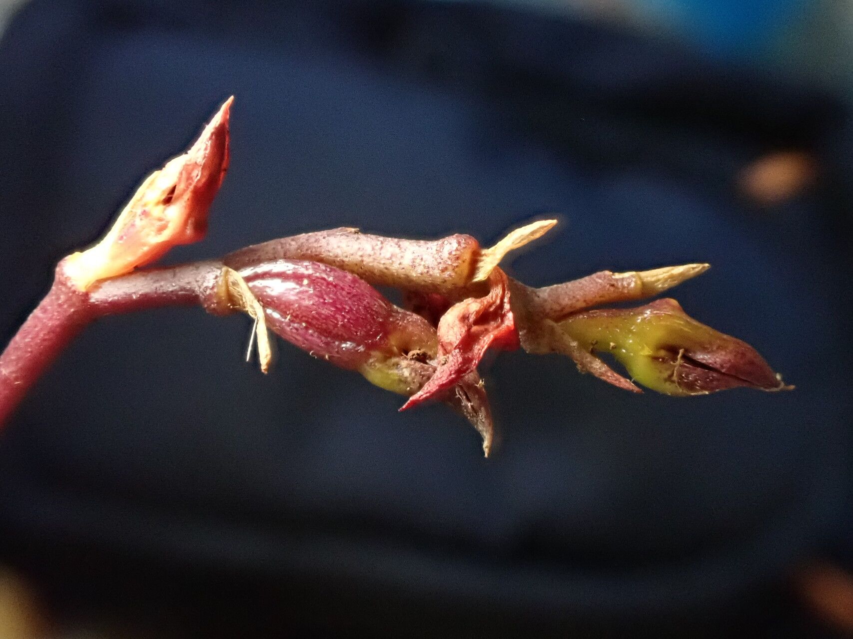 Bulbophyllum erectum fruit