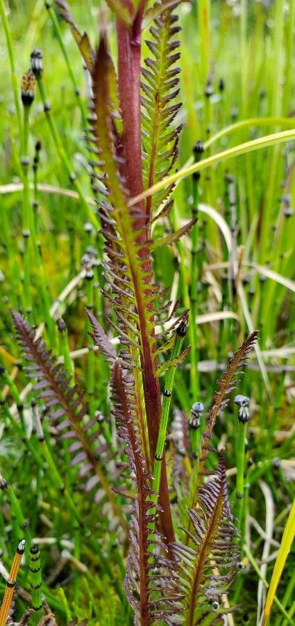 Pedicularis groenlandica leaf