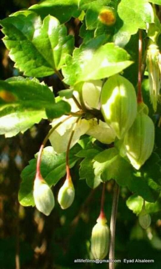 Clematis mauritiana — search result for 'Clematis'