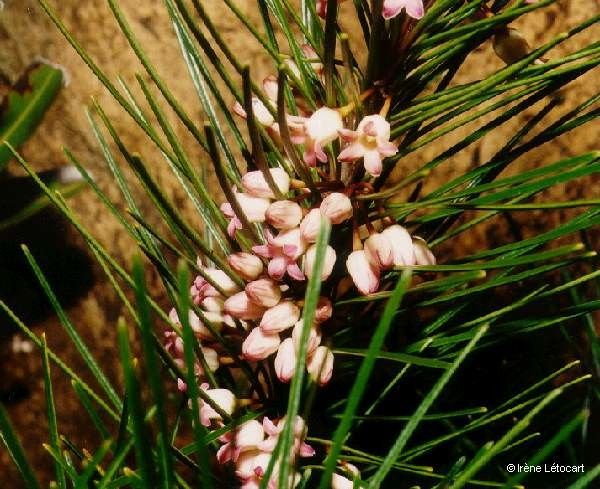 Marsdenia ericoides — related species from the same genus