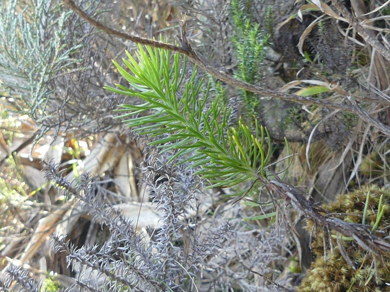 Faujasia pinifolia habit