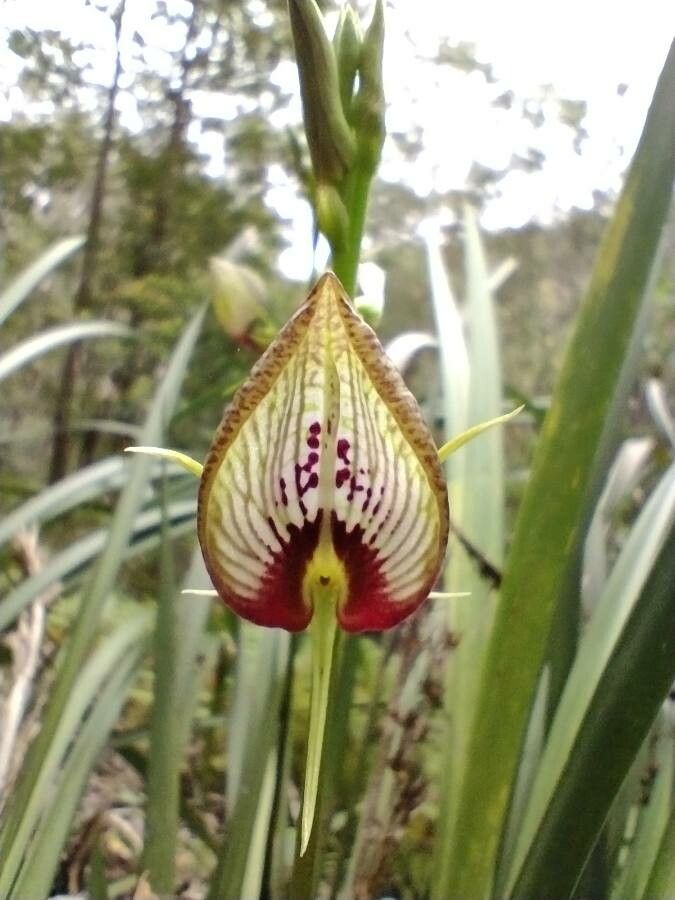 Cryptostylis erecta flower
