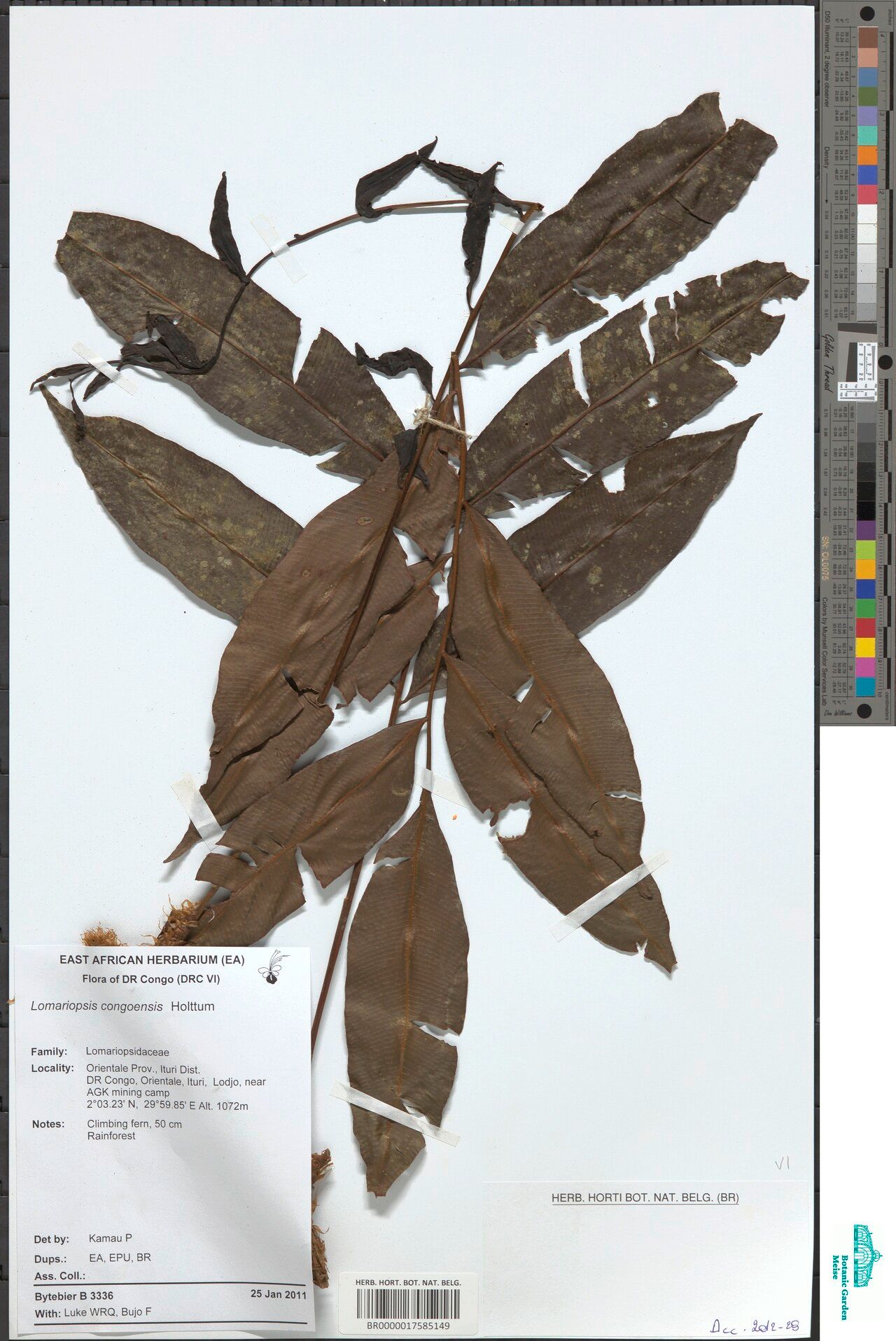 Lomariopsis congoensis — related species from the same genus